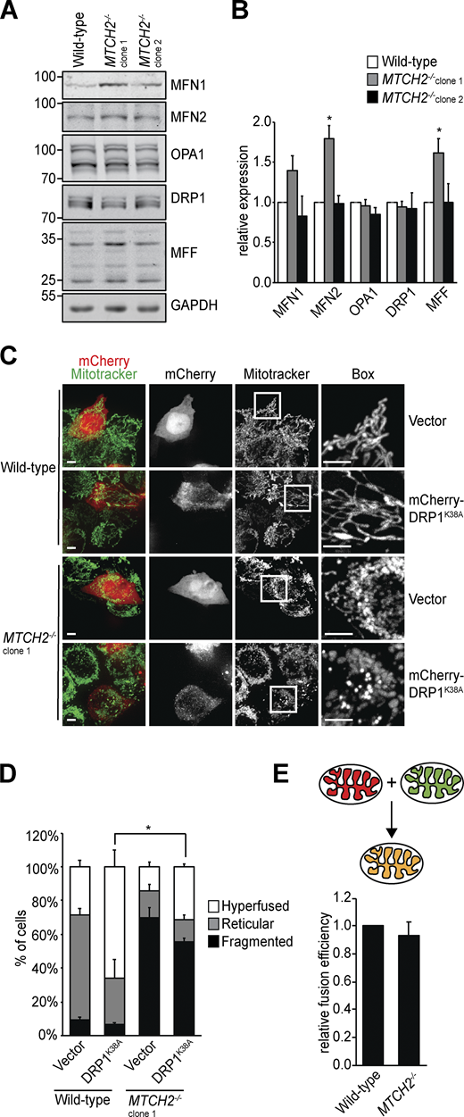 The mitochondrial dynamics machinery is functional in MTCH2−/− cells.(A) Immunoblot for expression of the indicated mitochondrial dynamics proteins in lysates of WT and MTCH2−/− cells. (B) Quantification of the relative density normalized to GAPDH. Error bars show mean + SEM of three independent experiments. Statistical significance was evaluated by one-way ANOVA followed by Tukey’s HSD test. *, P < 0.05. (C) WT and MTCH2−/− cells transfected with dominant-negative mCherry-DRP1K38A or control empty mCherry vector and stained with MitoTracker green. Scale bars = 5 µm. (D) Quantification of mitochondrial morphology in cells described in C. Error bars show mean + SEM of three independent experiments. Statistical significance was evaluated between fragmented values by one-way ANOVA followed by Tukey’s HSD test. *, P < 0.05. (E) Top: Schematic representation of content mixing in vitro mitochondrial fusion assay. Bottom: In vitro fusion efficiency of mitochondria isolated from WT or MTCH2−/− cells. Data are presented as fusion efficiency normalized to the WT reaction. Error bars show mean + SEM of seven independent experiments. Statistical significance was evaluated between fragmented values by two-sided nonparametric t test. Source data are available for this figure: SourceData F2.