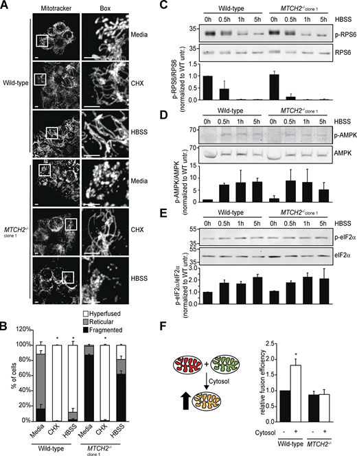 MTCH2 is essential for and specific to starvation stress–induced mitochondrial hyperfusion.(A) MitoTracker red staining of WT and MTCH2−/− cells treated with cycloheximide (CHX; 10 µM) or starved in HBSS for 5 h. Scale bars = 5 µm. (B) Quantification of mitochondrial morphology in cells described in A. Error bars show mean + SEM of three independent experiments. Statistical significance was evaluated between hyperfused values by one-way ANOVA followed by Tukey’s HSD test. *, P < 0.05. (C–E) Top: Western blot for phospho- and total levels of the indicated proteins in lysates from WT and MTCH2−/− cells starved with HBSS for the specified amount of time. Bottom: Quantification of relative density of phospho/total normalized to WT 0 h. Error bars show mean + SD of two independent experiments. (F) Left: Schematic representation of content mixing in vitro mitochondrial fusion assay. Addition of cytosol to the reaction enhances fusion efficiency in WT cells. Right: In vitro fusion efficiency of mitochondria isolated from WT or MTCH2−/− cells with or without addition of cytosol from WT cells. Data are presented as fusion efficiency normalized to the WT no-cytosol reaction. Error bars show mean + SEM of five independent experiments. Statistical significance was evaluated by two-sided unpaired t test. *, P < 0.05. Source data are available for this figure: SourceData F3.