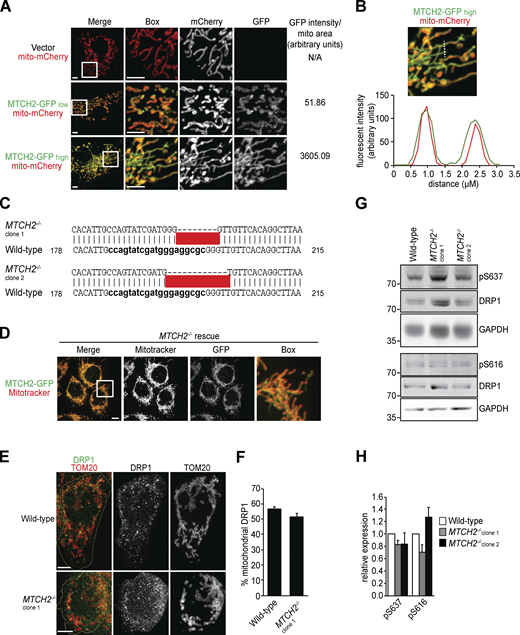 MTCH2 regulates mitochondrial fusion.(A) Individual channels and GFP pixel intensity of fluorescent images shown in Fig. 1 A. Scale bars = 5 µm. (B) Pixel intensity of a line scan drawn across mitochondrial tubules of cell expressing MTCH2-GFP and matrix-targeted mito-mCherry. (C) DNA sequence of CRISPR-generated mutations in HCT116 MTCH2−/− clonal cell lines. (D)MTCH2−/− rescue line stably expressing MTCH2-GFP stained with MitoTracker red. Scale bars = 5 µm. (E) Immunofluorescence for endogenous DRP1 and TOM20 in WT and MTCH2−/− cells. Yellow line demarcates the cell periphery. Scale bars = 5 µm. (F) Quantification of the percent of total cellular DRP1 signal localized to mitochondria in images described in A. Error bars show mean + SEM of 30 cells. Statistical significance was evaluated by two-sided unpaired t test. (G) Immunoblot for total, phospho-S637, or phospho-S616 DRP1 in lysates from WT and MTCH2−/− cells. (H) Quantification of relative density of phospho/total normalized to WT. Error bars show mean + SEM of three independent experiments. Statistical significance was evaluated by one-way ANOVA. Source data are available for this figure: SourceData FS1. Refer to the image caption for details.