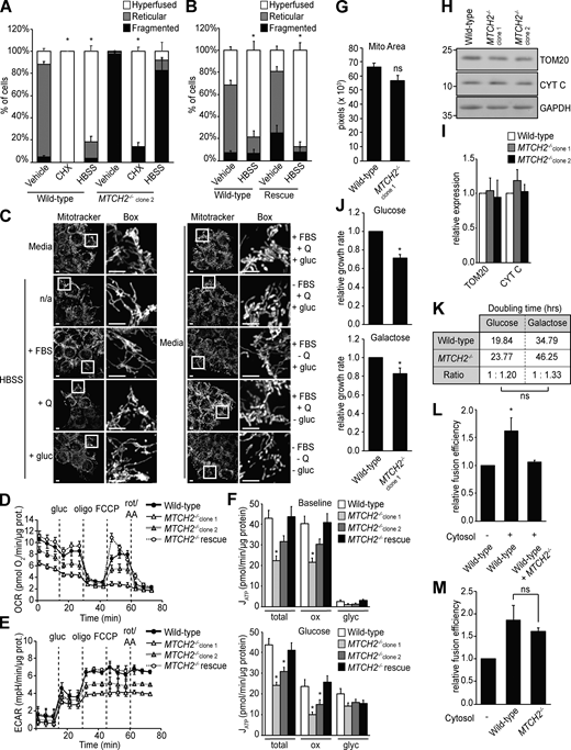 MTCH2 is essential for and specific to starvation stress–induced mitochondrial hyperfusion. (A) Quantification of mitochondrial morphology in WT and MTCH2−/− clone 2 cells treated with cycloheximide (CHX; 10 µM) or starved in HBSS for 5 h. Error bars show mean + SEM of three independent experiments. Statistical significance was evaluated between hyperfused values by one-way ANOVA followed by Tukey’s HSD test. *, P < 0.05. (B) Quantification of mitochondrial morphology in WT and MTCH2−/− rescue line starved in HBSS for 5 h. Error bars show mean + SEM of three independent experiments. Statistical significance was evaluated between hyperfused values by two-tailed unpaired t test. *, P < 0.05. (C) MitoTracker red staining of WT cells incubated for 5 h in HBSS (left) or medium (right) with no supplements (n/a) or supplemented with Serum (FBS), glutamine (Q), or glucose (gluc), as indicated. Scale bars = 5 µm. (D and E) Traces of oxygen consumption rates (OCR; D) and extracellular acidification rate (ECAR; E) of WT, MTCH2−/−, and rescue cell lines sequentially treated with glucose (gluc), oligomycin (oligo), FCCP, and rotenone with antimycin A (rot/AA) to assess respiratory states. Error bars show mean + SEM of 18 replicates. (F) Total, oxidative phosphorylation-derived (ox), and glycolysis-derived (glyc) ATP synthesis rates of WT, MTCH2−/−, and MTCH2−/− rescue cell lines as calculated from measurements shown in A and B at baseline, before addition of glucose (top) and after the addition of glucose (bottom). Error bars show mean + SEM of 18 replicates. Statistical significance was evaluated by one-way ANOVA followed by Tukey’s HSD test. *, P < 0.05. (G) Quantification of total mitochondrial pixel area in WT and MTCH2−/− cells stained with MitoTracker red. Error bars show mean + SEM of 15 cells. Statistical significance was evaluated between hyperfused values by two-tailed unpaired t test. (H) Immunoblot for TOM20 and cytochrome C (CYT C) expression in lysates from indicated cell lines. (I) Quantification of the relative density normalized to GAPDH. Error bars show mean + SEM of three independent experiments. Statistical significance was evaluated by one-way ANOVA. (J and K) Relative growth rate (J) and doubling time (K) of WT and MTCH2−/− cells grown in media containing glucose or galactose. Error bars show mean + SEM of seven time points measured over two independent experiments. Statistical significance was evaluated between hyperfused values by two-tailed unpaired t test. *, P < 0.05. (L) In vitro fusion efficiency of mitochondria isolated from WT cells with or without addition of cytosol from WT or MTCH2−/− cells. Data are presented as fusion efficiency normalized to the no-cytosol reaction. Error bars show mean + SEM of three independent experiments. Statistical significance was evaluated by one-way ANOVA followed by Tukey’s HSD test. *, P < 0.05. (M) In vitro fusion efficiency of mitochondria derived from WT cells, MTCH2−/− cells, or a mix of both with or without addition of cytosol from WT cells. Error bars show mean + SEM of three independent experiments. Statistical significance was evaluated by one-way ANOVA. Source data are available for this figure: SourceData FS2. Refer to the image caption for details.