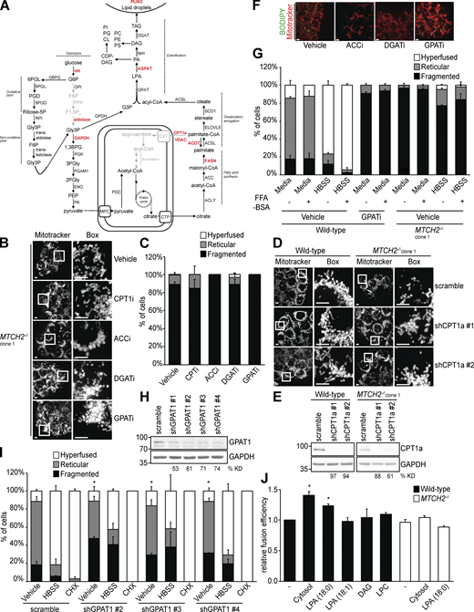 LPA promotes mitochondrial fusion via MTCH2.(A) Schematic of the de novo fatty acid and TAG synthesis pathway. Enzymes identified as interactors in the mass-spectrometry analysis of MTCH2-GFP immunoisolation are shown in red. (B) MitoTracker red staining of MTCH2−/− cells treated with vehicle, CPT1i (100nM), ACCi (2 µg/ml), DGATi (20 µM), or GPATi (75 µM) for 16 h. Scale bars = 5 µm. (C) Quantification of mitochondrial morphology in cells described in B. Error bars show mean + SEM of three independent experiments. Statistical significance was evaluated between fragmented values by one-way ANOVA. (D) MitoTracker red staining of WT and MTCH2−/− cells stably expressing scramble shRNA or one of two different shRNAs targeting CPT1a. Scale bars = 5 µm. (E) Immunoblot for CPT1a expression in lysates from indicated cell lines. The percentage knockdown efficiency (% KD) was determined by relative density analysis. (F) MitoTracker red and BODIPY 493/503 staining of WT cells treated with vehicle, ACCi (2 µg/ml), DGATi (20 µM), or GPATi (75 µM) for 16 h. Scale bars = 5 µm. (G) Quantification of mitochondrial morphology in WT and MTCH2−/− clone 1 cells treated with vehicle or GPATi (75 µM) for 16 h and starved in HBSS for 5 h with or without BSA (0.1% wt/vol) in the presence of vehicle or inhibitor. Error bars show mean + SEM of three independent experiments. (H) Immunoblot for GPAT1 expression in lysates from indicated cell lines. The % KD was determined by relative density analysis. (I) Quantification of mitochondrial morphology in WT cells stably expressing scramble shRNA or one of three different shRNAs targeting mitochondrial GPAT1. Error bars show mean + SEM of three independent experiments. Statistical significance was evaluated between fragmented values by one-way ANOVA. *, P < 0.05. (J) In vitro fusion efficiency of mitochondria isolated from WT or MTCH2−/− cells with or without addition of LPA 18:0 (400 µM), LPA 18:1 (400 µM), DAG (400 µM), or LPC (400 µM). Data are presented as fusion efficiency normalized to the WT control reaction. Error bars show mean + SEM of three independent experiments. Statistical significance was evaluated between fragmented values by one-way ANOVA. *, P < 0.05. Source data are available for this figure: SourceData FS3. Refer to the image caption for details.