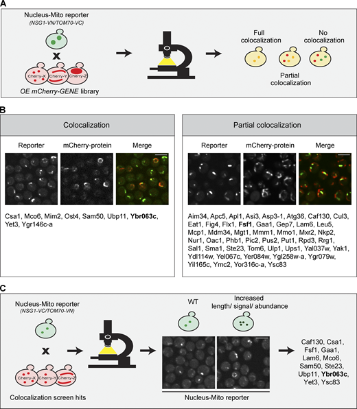 High-content screens reveal residents and effectors of the nucleus–mitochondria contact. (A) Illustration of the high-content screen directed at finding resident proteins of the nucleus–mitochondria contact site. The reporter (NSG1-VN/TOM70-VC) was integrated into a library of ∼6,000 yeast strains, each harboring an overexpressed and mCherry-tagged version of a different yeast protein. Strains were imaged using automated microscopy, and images were manually examined to identify proteins that colocalize, either fully or partially, with the reporter. (B) List of all proteins that either fully (left) or partially (right) colocalized with the reporter, organized by alphabetical order. The proteins shown in the representative images are marked in bold. Scale bars, 5 µm. For a complete list of all proteins and their descriptions, see Table S1. (C) Illustration of a screen aimed at identifying effectors of the nucleus–mitochondria contact site. The reporter (NSG1-VC/TOM70-VN) was integrated into all 57 hits from the primary screen (shown in B). The effect of their overexpression on the reporter was inspected and 12 hits were found. A representative image shows the protein marked in bold out of the full list of hits. Scale bar, 5 µm. Refer to the image caption for details.