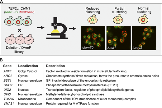 Identifying factors that are involved in Cnm1-induced contact sites. (A) A schematic representation of the systematic screen to find modulators of Cnm1 overexpression. Cnm1, overexpressed under the strong TEF2 promoter, and the nuclear envelope protein Nsg1, tagged with GFP on its C terminus, were integrated into the deletion/hypomorphic allele library. In this library, each colony harbors a loss-of-function mutant in each of the ∼6,000 yeast genes. Prior to imaging, cells were stained with a red mitochondrial dye (MitoTracker Orange). The genes that when mutated resulted in partial or reduced mitochondrial clustering around the nucleus were considered as hits. Representative images of the mutants labeled in white are shown. Scale bar, 5 µm. (B) A table of all deleted genes that caused reduced mitochondrial clustering on the background of Cnm1 overexpression arranged by alphabetical order. GPI, glycosylphosphatidylinositol. Protein localization and description are presented in the middle and right columns, respectively. For a full list of the mutant genes that resulted in partial clustering, see Table S2.