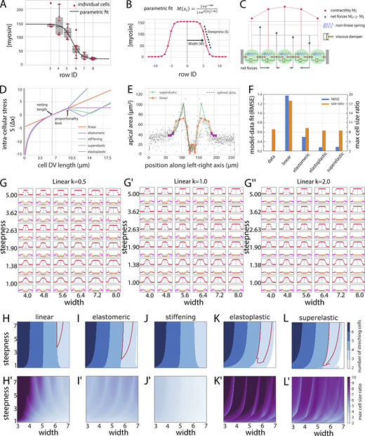 Viscoelastic model representing a line of cells.(A) Measurements of the myosin concentration per cell row (with 0 corresponding to the ventral midline and 9 the mesectodermal cell row) from the embryo shown in Fig. 1 E. t = 400 s. Solid lines correspond to the parametric fit shown in B. (B) Parametric fit (Eq. 2) of the measured myosin profile in vivo used in the viscoelastic and actomyosin simulations. (C) Cells are modeled as a series of Kelvin-Voigt viscoelastic elements with damping coefficient (η) and spring constant (k). Cell size changes depend on the contractile forces within cells (red arrows “pulling” on connection points) and movement of the connecting points, which is determined by the differential forces (gray arrows) acting on them. The model is driven by an explicit contractility value for each cell. The “steepness” is the slope between minimal and maximal values; the “width” is the approximate location of the inflection point between those two values (Eq. 2). (D) Graphs for five stress–strain relationships (linear elastic, elastomeric, superelastic, elastoplastic, and stiffening) that are imposed on the spring constants in the model. The resting length of the cell is set to L = 6.2 µm. Deviation from the resting length causes either expansion (positive stress) or constriction (negative stress). (E) Final cell lengths for linear elastic and superelastic spring constants superimposed on measured cell sizes. Magenta dots represent the stiffer ectoderm. (F) Quantitative comparison of results from models with experimental data. Blue bars indicate the RMSE between experimentally observed and simulated cell size distributions as a function of DV position for each stress–strain response. Orange bars indicate the measured and simulated cell size ratios between the most expanded and the most constricted cells. Model parameters are as in Table S3. (G–G″) Parametric scan of the myosin profile with varying steepnesses and peak widths for a linear response curve. The myosin profiles (M(x)) are shown in red, and the resulting final cell sizes are shown below in orange. The stiffer “ectodermal” cells are marked in pink. The viscoelastic elements have linear elasticity with constant k = 0.5, 1, and 2. (H–L and H′–L′) Parametric maps for myosin concentration curves with varying widths and steepnesses for the different stress–strain curves. (H–L) Number of stretching cells (denoted by blue shades). Red outline: Conditions where the three outer cells expand with an inverted pattern of stretching that qualitatively matches experimental observations. (H′–L′) Ratio of the most expanded to the most constricted cells. Magenta: Largest size differences; light blue: minimal size differences. The only conditions where three cells stretch in an inverted pattern and the size ratios between the most constricted and most stretched cells are reached are those for superelastic and elastoplastic responses. Error bars represent the 1.5× interquartile ranges.