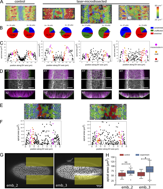 Quantifications and examples of laser-microdissected and optogenetically manipulated embryos.(A–D) Control embryo (first column) and laser-microdissected embryos with quantification of constricting cells in rows 7 and 8. The control embryo and the embryo in column 2 are the same as in Fig. 4, A–D; the two right columns show two additional laser-dissected embryos and their quantification. All experimental details are as in Fig. 5, A–D. (A) Surface peels with cell size shown in color and the mesectoderm marked by white spots. (B) Pie charts of the cell surface areas in the two cell rows adjacent to the mesectoderm, in each case for the left and right sides. Because the embryos are mounted for microscopy and laser treatment at a time point before visible differentiation along the DV axis, no visual cues exist to ensure perfect positioning. The illuminated area is therefore not perfectly symmetrical, and the effect does not always reach precisely to the edge of the mesoderm. As a result, in all of the manipulated embryos, one side is abnormal (large numbers of constricted or unstretched cells), and the other is unaffected. The number of cells counted and precise numbers for the proportions shown in the pie charts are listed in Table S7. (C) Quantification of cell sizes from the peels. (D) Distribution of myosin in laser-manipulated embryos. Confocal image with cell outlines (marked with GAP43::mCherry) shown in magenta, myosin in green in the top row, myosin only in the second row, and a Z-section in the third row. Scale bar: 25 µm. (E and F) Surface peels and cell size quantification of two embryos in which the actomyosin had been released optogenetically. All details are as in Fig. 5 K. (G and H) Two embryos in which constriction had been induced optogenetically in the lateral mesoderm (illuminated areas marked in yellow). (G) Confocal section showing stretched cells in the center of the mesoderm. Scale bar: 25 µm. (H) Quantification of average cell surface areas in the central regions of the mesoderm in the experimental and control areas in each embryo. All experimental details are as in Fig. 6, C and E. n = 20–40 cells per condition per embryo; NS, P = 0.4781; *, P = 0.00015).