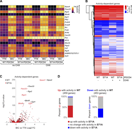 Stimulus-induced degradation of PDCD4 regulates the expression of neuronal activity–dependent genes. (A) For each biological replicate, normalized read counts (from DESeq2) divided by transcript length are shown for the top 20 activity-dependent genes, ranked by adjusted P value for PDCD4 WT no-CHX samples. Each row represents a gene, and each column represents a biological replicate. The color of each box indicates transcript abundance (note: color is not scaled linearly in order to display full range of read counts; see Table S3 for full dataset). (B) Stimulation-induced log2 FC for all 912 activity-dependent genes, clustered by FC across sample type. Each row represents a gene, and each column represents a sample type. The color legend represents Bic versus TTX log2 FC, with red representing up-regulation, blue representing down-regulation, and white indicating log2 FC of 0. (C) For each activity-dependent gene, Bic versus TTX log2 FC is plotted against −log10 of adjusted P value from PDCD4 WT samples (black) and PDCD4 S71A samples (red). Gene names for the top five activity-dependent genes by adjusted P value are labeled. For both PDCD4 WT and PDCD4 S71A samples, Npas4 Bic versus TTX adjusted P value was 0 (−log10 of 0 is not defined); therefore, for display, the −log10 adjusted P value for Npas4 was set to 250 for both samples. (D) Activity-dependent up-regulated genes (left bar) and activity-dependent down-regulated genes (right bar) were categorized by the activity-dependent differential expression in PDCD4 S71A samples. The colors in each bar show the percentage of activity-dependent genes showing activity-dependent up-regulation (red), no change (gray), or down-regulation (blue) in PDCD4 S71A samples. Refer to the image caption for details.