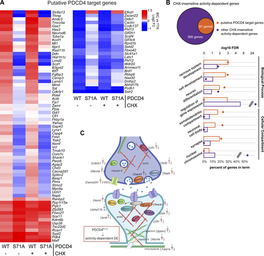 Degradation-resistant PDCD4 suppresses activity-dependent changes in expression of synaptic genes. (A) Bic versus TTX log2 FC for all 91 putative PDCD4 transcriptional regulation target genes, clustered by FC across sample type. Each row represents a gene, and each column represents a sample type. The color legend represents Bic versus TTX log2 FC, with red representing up-regulation, blue representing down-regulation, and white indicating a log2 FC of 0. (B) GO analysis −log10 FDR (circles) and percentage of genes (bars) in terms from biological process (top four terms) and cellular compartment (bottom four terms) analyses (Ashburner et al., 2000; Mi et al., 2019, The Gene Ontology Consortium, 2019). Data from putative PDCD4 target genes (91 genes) are shown in orange and, for comparison, data from other CHX-insensitive activity-dependent genes (368 genes) are shown in purple. Select GO terms are shown for simplicity (see Table S4 for top 15 GO terms by FDR for both groups of genes). (C) Diagram depicting a generic synapse and synaptic proteins. The labeled synaptic proteins are encoded by putative PDCD4 target genes (gene name indicated in parentheses alongside protein). The activity-dependent changes in expression of these genes are inhibited by degradation-resistant PDCD4. The presynaptic terminal is shown above with neurotransmitter-loaded synaptic vesicles, and the post-synaptic terminal is shown below with neurotransmitter receptors in the post-synaptic membrane (one receptor is shown anchored to an unlabeled gray PSD-95 protein). Arrow next to gene name illustrates the direction of activity-dependent differential expression, and dashed line with bar illustrates the suppression of this activity-dependent change in the PDCD4 S71A samples. DE, differential expression.