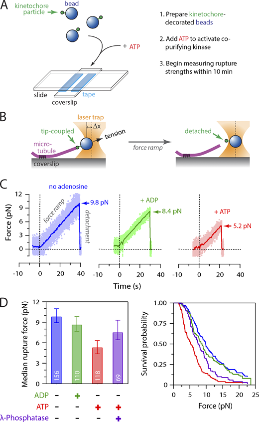 Activity of copurifying kinase weakens attachment of native kinetochores to microtubules. (A) Schematic of slide preparation. Kinetochore-decorated beads were prepared; mixed with ATP (or ADP as a control), free tubulin, and GTP; and introduced into a flow chamber containing coverslip-anchored microtubule seeds. (B) Schematic of laser trap assay. After a kinetochore-decorated bead was tip-coupled under low preload (left), the force was gradually increased until detachment (right). Trap measurements commenced ∼10 min after mixing kinetochore-decorated beads with ATP (or ADP) and continued for up to 90 min. (C) Example traces showing forced detachment under indicated conditions of beads decorated with native kinetochore particles isolated from WT cells (SBY8253). Dots represent instantaneous force fluctuations. Solid traces show same data after smoothing with a 500-ms sliding boxcar average. Dashed vertical lines mark the start of the 0.25 pN ∙ s−1 force ramp. Arrows mark rupture force. (D) Median rupture strengths (left) and corresponding survival probability distributions (right) for WT kinetochores (from SBY8253) under indicated conditions. ATP exposure (red) caused significant weakening, which was inhibited by addition of λ-phosphatase (purple). Values inside bars indicate numbers of events for each condition. Error bars represent ± 95% confidence intervals calculated by bootstrapping. P values for all pairwise strength comparisons (from log-rank tests) are provided in Table S5.