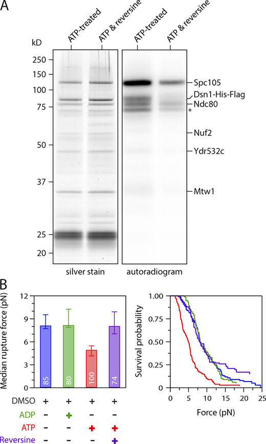 ATP-dependent weakening of native kinetochores requires Mps1 kinase activity. (A) The Mps1 inhibitor reversine reduces phosphorylation of Spc105, Dsn1, and Ndc80 by copurifying kinase activity. Kinetochores purified by immunoprecipitation of Dsn1-His-Flag from WT cells (SBY8253) were incubated with γ-32P-labeled ATP, either alone or with 5 µM of reversine, and then visualized by silver stain or autoradiography after SDS-PAGE. Asterisk marks an additional unidentified phosphoprotein. (B) Median rupture strengths (left) and corresponding survival probability distributions (right) for WT kinetochores (from SBY8253) measured under indicated conditions. The ATP-dependent weakening (red) was blocked by addition of 5 µM reversine (purple). Values inside bars indicate numbers of events for each condition. Error bars represent ± 95% confidence intervals calculated by bootstrapping. P values for all pairwise strength comparisons (from log-rank tests) are provided in Table S5.
