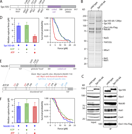 ATP-dependent weakening depends on phosphorylation of the Ndc80 tail, not of Spc105. (A) Map of six Mps1 phosphorylation target sites (MELT motifs) within the disordered N-terminus of Spc105. (B) Kinetochores purified from mutant cells carrying phospho-deficient Spc105-6A (SBY10315) and from WT cells (SBY8253) visualized by silver stain after SDS-PAGE. (C) Kinetochore material purified as in B and then analyzed by immunoblotting for the indicated kinetochore components. No Dsn1-His-Flag blot is shown for the input material because Dsn1 was undetectable in whole-cell lysates, due to an overlapping cross-reactive band. IP, immunoprecipitation. (D) Median rupture strengths (left) and corresponding survival probability distributions (right) for phospho-deficient Spc105-6A kinetochores (from SBY10315). These kinetochores were weakened upon exposure to ATP by an amount similar to kinetochores carrying WT Spc105. (E) Map of Mps1 and Aurora B phosphorylation target sites within the globular head (top) and disordered N-terminal tail (bottom) of Ndc80. The tail includes three shared sites targeted by both Mps1 and Aurora B (shown in red), plus eight sites targeted specifically by Mps1 (black). (Four additional sites targeted specifically by Aurora B are shown in light blue.) (F) Median rupture strengths (left) and corresponding survival probability distributions (right) for phospho-deficient Ndc80-11A kinetochores (from SBY19838), with Ala substitutions blocking all 11 of the Mps1-specific target sites (i.e., those colored black in E), measured under indicated conditions. These kinetochores were refractory to ATP-dependent weakening. Residue numbers below the maps in A and E demarcate major sequence features. Values inside bars in D and F indicate numbers of events for each condition. Error bars in D and F represent ± 95% confidence intervals calculated by bootstrapping. P values for all pairwise strength comparisons (from log-rank tests) are provided in Table S5. Refer to the image caption for details.