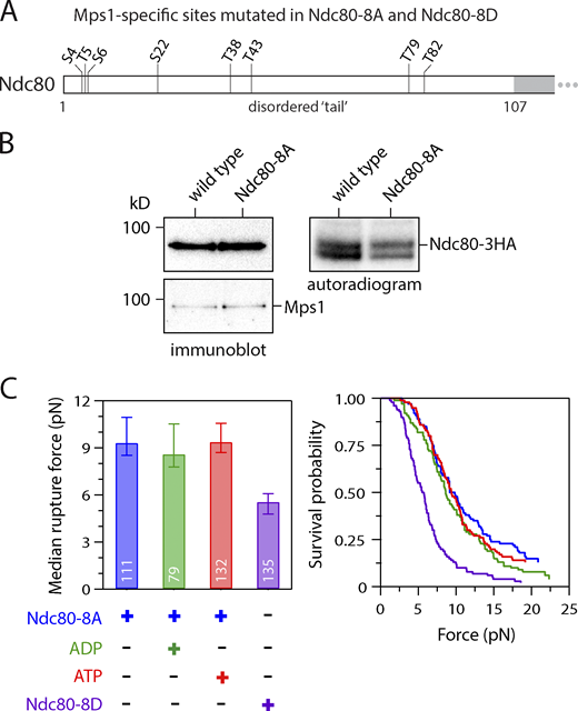 ATP-dependent weakening depends on phosphorylation of Mps1-specific target sites in the Ndc80 tail. (A) Map of Mps1-specific target sites within the N-terminal tail of Ndc80. All eight sites were mutated to Ala in phospho-deficient Ndc80-8A and to Asp in phospho-mimetic Ndc80-8D. (B) In vitro phosphorylation of Ndc80-8A was reduced relative to WT Ndc80, even though similar levels of Mps1 were copurified. WT Ndc80 and phospho-deficient Ndc80-8A were purified by immunoprecipitation (from SBY20062 and SBY20063), incubated with 32P-γ-labeled ATP, and visualized by immunoblotting (left) or autoradiography (right) after SDS-PAGE. (C) Median rupture strengths (left) and corresponding survival probability distributions (right) for phospho-deficient Ndc80-8A and phospho-mimetic Ndc80-8D kinetochores (purified from SBY19855 and SBY19877, respectively) measured under indicated conditions. The Ndc80-8A kinetochores were refractory to ATP-dependent weakening (red), whereas Ndc80-8D kinetochores were constitutively weak (purple). Values inside bars indicate numbers of events for each condition. Error bars represent ± 95% confidence intervals calculated by bootstrapping. P values for all pairwise strength comparisons (from log-rank tests) are provided in Table S5. Refer to the image caption for details.