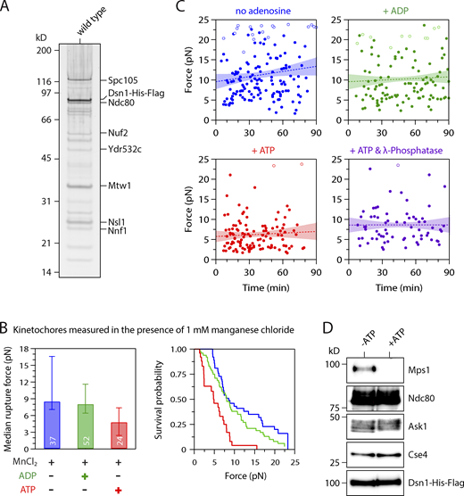 Control experiments related to Fig. 1. (A) Kinetochore material purified by immunoprecipitation of Dsn1-His-Flag from WT cells (SBY8253) visualized by silver stain after SDS-PAGE. (B) Median rupture strengths (left) and corresponding survival probability distributions (right) for WT kinetochores (from SBY8253) in the presence of 1 mM manganese chloride (MnCl2), which was included in the experiments with λ-phosphatase (Fig. 1 D) because it is necessary for phosphatase activity. The kinetochores under these conditions were weakened upon exposure to ATP by an amount similar to that in the absence of manganese chloride. Values inside bars indicate numbers of events for each condition. Error bars represent ± 95% confidence intervals calculated by bootstrapping. P values for all pairwise strength comparisons (from log-rank tests) are provided in Table S5. (C) The ATP-dependent weakening reaction is completed within minutes. Individual rupture force values (solid circles) are plotted against the time elapsed since the kinetochore-decorated beads were prepared as indicated (without adenosine, or mixed with ATP, ADP, or ATP + λ-phosphatase). Right-censored events that reached the load limit of the laser trap before rupture are also plotted (open circles). The slopes of lines fitted to all the data (dotted lines, with 95% confidence intervals shown) were not significantly different from zero (0.42 ± 0.45, 0.014 ± 0.045, 0.014 ± 0.040, and 0.000 ± 0.049 pN ∙ min−1, respectively), indicating that ATP-dependent weakening occurred during the ∼10-min slide preparation, with no significant weakening thereafter. (D) Kinetochores purified by immunoprecipitation of Dsn1-His-Flag from WT cells (SBY8253) were equilibrated in kinase buffer with or without ATP (200 µM), incubated at 30°C for 20 min, and then eluted and analyzed by immunoblotting for the indicated kinetochore components.