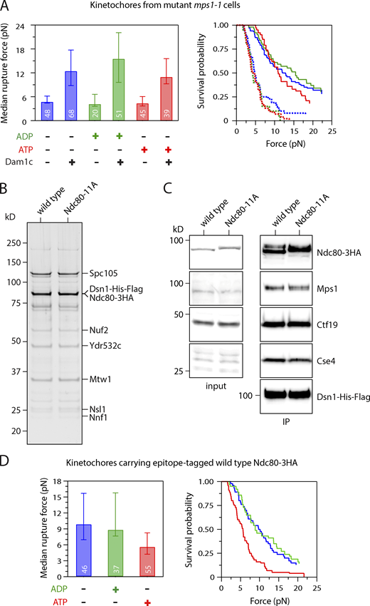 Control experiments related to Figs. 2 and 3. (A) Median rupture strengths (left) and corresponding survival probability distributions (right) for mutant mps1-1 kinetochores (from SBY8726) measured under indicated conditions. The mps1-1 kinetochores are intrinsically weaker than WT kinetochores due to a lack of copurifying Dam1 complex (Dam1c), which can be added exogenously to increase their strength. Irrespective of whether exogenous Dam1 complex was added, the mutant mps1-1 kinetochores were not significantly weakened by exposure to ATP. (B) Kinetochore material purified by immunoprecipitation of Dsn1-His-Flag from cells carrying epitope-tagged WT Ndc80-3HA (SBY11808) and from mutant cells carrying phospho-deficient Ndc80-11A-3HA (SBY19380) visualized by silver stain after SDS-PAGE. (C) Similar levels of Mps1 copurify with WT and Ndc80-11A kinetochores. Kinetochore material was purified by immunoprecipitation (IP) of Dsn1-HIs-Flag (from SBY11808 and SBY19380) and analyzed by immunoblotting. No Dsn1-His-Flag blot is shown for the input material because Dsn1 was undetectable in whole-cell lysates, due to an overlapping cross-reactive band. (D) Control experiments related to Fig. 3 F. Median rupture strengths (left) and corresponding survival probability distributions (right) for kinetochores carrying epitope-tagged WT Ndc80-3HA (from SBY11808). These kinetochores were weakened upon exposure to ATP by an amount similar to kinetochores carrying untagged WT Ndc80. Values inside bars in A and D indicate numbers of events for each condition. Error bars in A and D represent ± 95% confidence intervals calculated by bootstrapping. P values for all pairwise strength comparisons (from log-rank tests) are provided in Table S5.