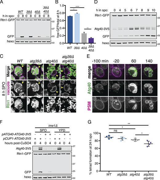 Developmentally regulated Atg40 expression drives selective ERphagy in meiosis.(A) Western blot with samples taken from WT, atg39Δ, atg40Δ, and atg39Δatg40Δ cells expressing Rtn1-GFP at the indicated times after transfer to SPO, probed for GFP and hexokinase. (B) Average and SD quantifying free GFP as a proportion of total GFP signal for n = 3 replicates of the experiment in A. P values calculated by Student’s t test. *, P < 0.05; **, P < 0.01; ****, P < 0.0001. (C) Microscopy of cells of the indicated genotypes expressing Rtn1-GFP and Vph1-mCherry and imaged at the indicated times after transfer to SPO. Scale bar = 2 µm. (D) Western blot with samples taken from cells expressing Rtn1-GFP and Atg40-3V5 at the indicated times after transfer to SPO, probed for GFP, V5, and hexokinase. (E) Time-lapse microscopy of cells expressing Atg40-3xGFP and mKate-Spo2051–91 (PSM) imaged every 10 min in meiosis. Note increased Atg40-3xGFP signal intensity in collapsed ER relative to earlier and later time points. Scale bar = 2 µm. (F) Western blot with samples taken from ime1Δ cells expressing Rtn1-GFP and Atg40-3V5 under the endogenous promoter (pATG40-ATG40-3V5) or the CUP1 promoter (pCUP1-ATG40-3V5). For YPD samples, cells were diluted to 0.05 OD units in YPD, allowed to grow to exponential phase, and treated with 50 µM CuSO4. For SPO samples, cells were transferred to SPO for 2 h and treated with 50 µM CuSO4. Protein samples were taken at the indicated times after CuSO4 treatment. (G) Average and SD quantifying percentage tetrad formation for cells of the indicated genotypes measured 24 h following transfer to SPO. n = 4 replicates were performed, with ≥100 cells counted per replicate. P values calculated by Student’s t test as in B. ns, P > 0.05. Source data are available for this figure: SourceData F6. Refer to the image caption for details.