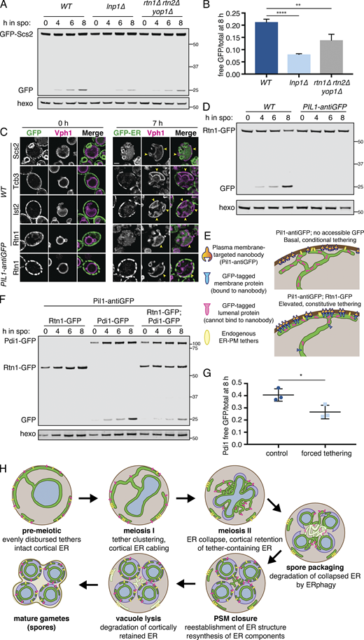 ER collapse is required for ERphagy.(A) Western blot with samples taken from cells of the indicated genotypes expressing GFP-Scs2 at the indicated times after transfer to SPO and probed for GFP and hexokinase. (B) Average and SD quantifying free GFP as a proportion of total GFP signal 8 h after transfer to SPO, using n = 3 replicates of the experiment from A. P values calculated by Student’s t test. **, P < 0.01; ****, P < 0.0001. (C) Microscopy images of cells expressing Vph1-mCherry and the indicated GFP-tagged ER protein and either an untagged (WT) or an anti-GFP nanobody–tagged allele of Pil1 (PIL1-antiGFP). Images were taken at 0 and 7 h following transfer to SPO. Scale bar = 2 µm. Arrowheads indicate pockets of vacuole. (D) Western blot with samples taken from cells expressing Rtn1-GFP and either WT Pil1 or Pil1-antiGFP. Samples were taken at the indicated times following transfer to SPO and probed for GFP and hexokinase. (E) Schematic outlining the experimental concept in F, in which a lumenal GFP-tagged protein is not accessible to Pil1-antiGFP binding and therefore does not affect tethering, but expression of an ER membrane protein with a cytosolically accessible GFP tag results in elevated tethering. (F) Western blot with samples taken from cells expressing Pil1-antiGFP and the indicated GFP-tagged proteins. Samples harvested at the indicated times following transfer to SPO and probed for GFP and hexokinase. (G) Average and SD quantifying free GFP as a proportion of total GFP signal 8 h after transfer to SPO, using n = 3 replicates of the experiment from F. P values calculated by Student’s t test. *, P < 0.05. (H) Model for ER remodeling during the meiotic program in budding yeast. ER is represented in green, PSM in purple, retained tethers in yellow, and Scs2/22 in pink. Arrows indicate progression through meiosis. Source data are available for this figure: SourceData F7.