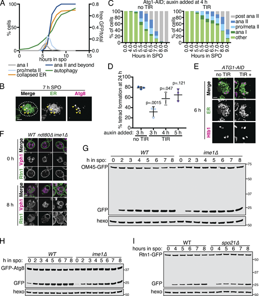 The ER is degraded by autophagy during meiosis.(A) Quantification of meiotic staging, ER collapse, and autophagy using samples taken in parallel to those in Fig. 5 A. Left axis shows the percentage of cells at the indicated stage in meiosis and right axis shows the free GFP signal as a proportion of the total (Rtn1-GFP + free GFP). ana, anaphase; meta, metaphase; pro, prophase. (B) Fluorescence microscopy of cells expressing mCherry-HDEL (ER; green channel) and GFP-Atg8 (Atg8; magenta channel) acquired 7 h following transfer to SPO. Arrowheads indicate overlapping Atg8 and ER signal. (C) Quantification of meiotic staging by spindle immunofluorescence using cells expressing Atg1-AID with or without the presence of TIR ligase. Auxin was added to cultures 4 h after introduction to SPO. Abbreviations as in A. (D) Average and SD quantifying percentage tetrad formation measured 24 h following introduction to SPO. n = 3 replicates with ≥100 cells counted each time. P values calculated using Student’s t test. (E) Fluorescence microscopy of cells expressing Atg1-AID along with GFP-HDEL (ER) and Htb1-mCherry acquired after 6 h in SPO. Auxin was added at 4 h. (F) Fluorescence microscopy of cells of the indicated genotypes expressing Rtn1-GFP and Vph1-mCherry acquired at the indicated times in meiosis. (G) Western blot using samples from WT and ime1Δ cells expressing OM45-GFP, taken at the indicated times during meiosis. Blots were probed for GFP and hexokinase. (H) As in G but with cells expressing GFP-Atg8 instead of OM45-GFP. (I) Western blot with samples taken from WT and spo21Δ cells expressing Rtn1-GFP at the indicated times in meiosis. Probed for GFP and hexokinase. Source data are available for this figure: SourceData FS5.