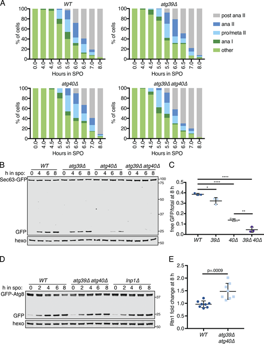 Developmentally regulated Atg40 expression drives selective ERphagy in meiosis.(A) Quantification of meiotic staging for cells of the indicated genotypes. ana, anaphase; meta, metaphase; pro, prophase. (B) Western blot using samples from cells of the indicated genotypes expressing Sec63-GFP taken at the indicated times in meiosis. Blots were probed for GFP and hexokinase. (C) Average and SD quantifying free GFP as a proportion of the total GFP signal at 8 h from n = 3 replicates of the experiment in B. P values calculated using Student’s t test. *, P < 0.05; **, P < 0.01; ****, P < 0.0001. (D) Western blot using samples from cells of the indicated genotypes expressing GFP-Atg8 taken at the indicated times in meiosis and probed for GFP and hexokinase. (E) Average and SD quantifying Rtn1-GFP abundance normalized to hexokinase at 8 h in meiosis using n = 8 replicates from the experiment in Fig. 6 A. P value calculated using Student’s t test. Source data are available for this figure: SourceData FS6.