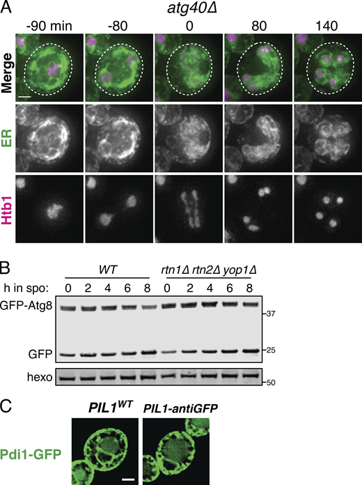 ER collapse is not dependent on ERphagy, and reticulons do not affect global autophagy.(A) Time-lapse microscopy of atg40Δ cells expressing GFP-HDEL (ER) and Htb1-mCherry imaged every 10 min during meiosis. 0 min is defined as the time of ER collapse. Scale bar = 2 µm. (B) Western blot with WT or rtn1Δ rtn2Δ yop1Δ cells expressing GFP-Atg8 taken at the indicated times in meiosis. Probed for GFP and hexokinase. (C) Fluorescence microscopy of cells expressing Pdi1-GFP and either untagged (WT) or nanobody-tagged (antiGFP) Pil1. Scale bar = 2 µm for all microscopy figures. Note that presence of Pil1-antiGFP does not affect Pdi1 cortical tethering, consistent with its lumenal localization preventing nanobody binding. Source data are available for this figure: SourceData FS7. Refer to the image caption for details.