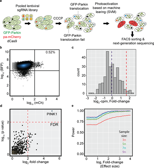Validation of the platform with a Parkin localization screen, targeting kinases, phosphatases, and drug targets—gRNA pooled library (12,500 sgRNAs targeting 2,774 genes).(a) Schematic representation of the AI-PS platform. GFP-Parkin cells, pa-mCh, and dCas9-KRAB cells were transduced with a subgroup pooled sgRNA library. Cells with cytosolic GFP-Parkin (green color dispersed in cytosol) were photoactivated and sorted by flow cytometry and subsequently submitted to deep-sequencing analysis. (b) Flow cytometry sorted 385 cells from 77,114. Flow cytometry scatterplot representing the separation of the postscreen photoactivated from the inactivated cell population. BFP florescence signal y-axis in cyan, mCherry fluorescence signal x-axis in red. Total number of sorted cells was 2,227 (n = 3). (c) Fold-change threshold was computed from the noise model of nontargeting gRNA distribution. Mean Log2-CPM fold change in the purple line, fold-change threshold at the red vertical line represents two SDs from the mean (n = 3). Data distribution was assumed to be normal, but this was not formally tested. (d) Enrichment plot comparing sgRNA abundance in the photoactivated sample following CCCP treatment to sgRNA abundance before treatment. Vertical red line set on log2-fold change threshold; horizontal red line indicating the Benjamini-Hochberg corrected P value set on 5%. See also Table S1. The number of sgRNAs detected and filtered was 3,471 targeting 1,157 genes (n = 3). (e) Statistical power analysis by simulation on the 3,471 sgRNAs retrieved from the Parkin screen. The simulation was done using the R package PROPER (Wu et al., 2015). Effect size (log of fold-change) in the x-axis, power in the y-axis, the curved lines are color coded for the number of biologic repeats. Refer to the image caption for details.