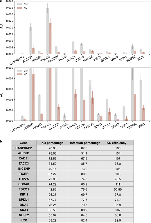 Measurement of knockdown efficiency for hit verification. (a) RT-qPCR results of all the hits identified in both replicates after knockdown. An enlarged graph of the bottom part of the original graph is also included. Cells (hTERT-RPE1 dCas9-KRAB-BFP PA-mCherry H2B-mGFP) were infected with corresponding sgRNAs (Table S4) and puromycin selected for 3 d before harvesting. Harvested cells were split, and one was used for RNA extraction and RT-qPCR analysis to measure the percentage of knockdown (KD percentage), while the other half was used for FACS analysis to measure the percentage of sgRNA infection (Infection percentage; Fig. S5 b). ACTB was used as an internal control to normalize the variability on expression levels. Error bar: SD between triplicates. AU, arbitrary units. (b) Knockdown efficiency (KD efficiency) of all the hits identified in both replicates. Knockdown percentage (KD percentage) was measured based on RT-qPCR results. BFP was coexpressed on the sgRNA construct, and only cells with BFP intensity above a threshold value determined by control cells were considered successfully infected cells. Percentage of successful infection (Infection percentage) was measured by FACS and for each gene, and KD efficiency was calculated using KD percentage divided by its corresponding infection percentage.
