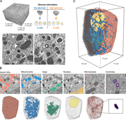 FIB-SEM volumes of pancreatic β cells and 3D segmentation of microtubules and organelles. (A) Full FIB-SEM volume of a pancreatic islet (left), one of which was acquired for low- and high-glucose conditions containing three (low) and four (high) complete β cells (right). Shown are the lateral (x-y) and axial (x-z) views of a small crop, highlighting the quasi-isotropic resolution of the FIB-SEM volumes. The arrowhead indicates a microtubule, the asterisk an insulin SG. Scale bar, 500 nm. (B) Raw lateral images with segmentation overlay for insulin SGs, mitochondria, Golgi apparatus, nucleus (of the identical region), and microtubules and centrioles (of different regions). Below the overlays, we show 3D renderings of the corresponding organelles of one whole cell (high-glucose condition) accompanied by a transparent rendering of the plasma membrane. Centrioles are magnified in the last panel. Scale bars, 500 nm. (C) 3D rendering of one cell containing all segmented organelles. The plasma membrane and insulin SGs were removed in the left half of the cell to help visualize its inner parts.