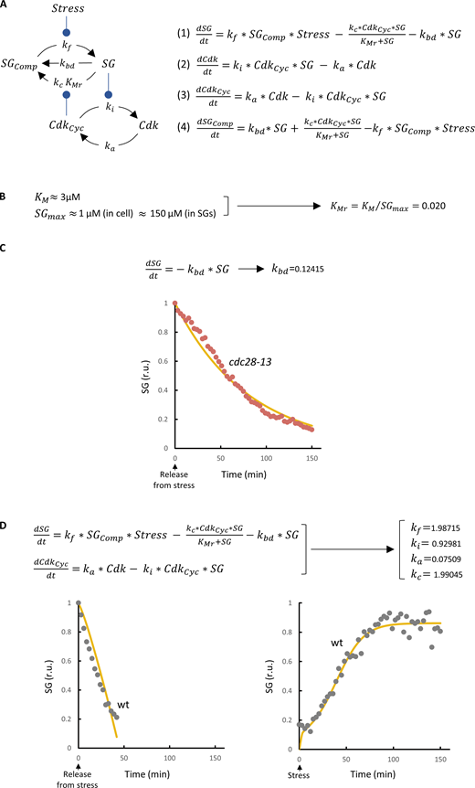 Equations and parameter fitting in the mutual-inhibition model. (A) Wire diagram of the mutual-inhibition model opposing SG formation and Cdk activity. Variables and parameters used in the model are indicated. This model has four state variables: SGComp, SG free components; SG, SG condensed factors; CdkCyc, active Cdk-cyclin complexes; and Cdk, inactive Cdk molecules. With the exception of SG dissolution by Cdk, all reactions are driven by simple mass-action laws with explicit parameters. Stress acts on SG formation by modulating condensation of SG components with kf, the formation rate constant. SG dissolution, in turn, takes place through (1) a default basal process with rate constant kbd, and (2) a Cdk-mediated enzymatic mechanism with kc (catalytic constant) and KMr (relative Michaelis-Menten constant) parameters. Cdk is activated at a constant rate (ka) and, as cyclin mRNA becomes translationally inhibited, is down-regulated by SGs with an inactivation constant ki. The set of nonlinear differential equations used to simulate the model is also shown. (B) Cdc28 has a mean KM of ∼3 µM (Bouchoux and Uhlmann, 2011), and putative Cdc28 targets in SGs (Table S1) display an average concentration close to 1 µM (Ho et al., 2018). We carefully analyzed Whi8-GFP and Pub1-GFP levels (as in Fig. 4 A) estimated that these proteins increase their concentration by ∼150-fold in SGs under stress conditions. Thus, KMr = KM/SGmax is ∼0.02. (C) The basal SG-dissolution rate constant (kbd) was obtained by fitting the model to SG dissolution in the cdc28-13 mutant in the absence of stress, where all other variables have no effect. Equations used and the resulting fitted curve (yellow line) are shown. (D) The remaining parameters of the model were obtained by fitting the model to SG formation and dissolution experimental data (gray points) in relative units (r.u.) from WT cells. Equations used and the resulting fitted curves (yellow lines) are shown. wt, wild type. Refer to the image caption for details.