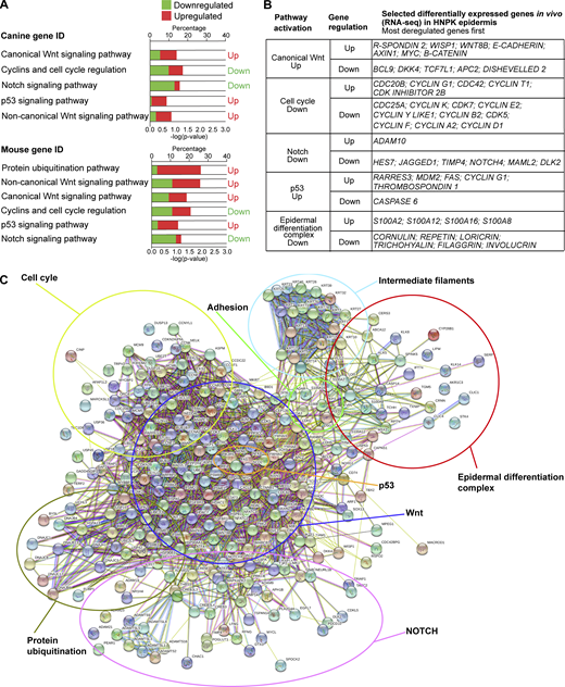 RNA-seq analysis reveals premature cell cycle exit; altered Wnt, Notch, and p53 signaling; and aberrant terminal differentiation in HNPK dogs.(A) Top panel: Hierarchical deregulated pathways generated by IPA software with canine gene identification (ID) input from RNA-seq of significantly deregulated genes (Table S1). Bottom panel: Hierarchical deregulated pathways generated by IPA using converted canine to mouse gene ID. Note that in addition to protein ubiquitination pathway, the same pathways were generated by IPA with different hierarchy. (B) List of representative differentially expressed genes involved in pathways generated by IPA and STRING software. Genes are ranked from most to least deregulated (most deregulated genes first). Data are generated from n = 3 independent experiments on three different control and three different HNPK Labrador retriever dogs. (C) Functional protein connection network generated by STRING software with the 2,154 differentially expressed gene products (Table S1). Same pathways generated by IPA were found with STRING, in addition to adhesion, intermediate filament, and epidermal differentiation complex. Refer to the image caption for details.