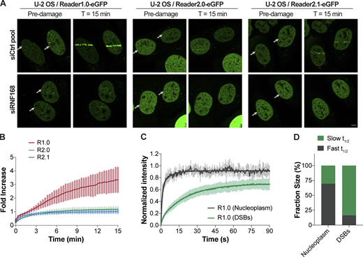 Reader1.0 is recruited to DNA damage sites by RNF168-dependent H2A ubiquitination.(A) U-2 OS Reader1.0/2.0/2.1-eGFP cells were transfected twice with 10 nM siCtrl pool or siRNF168 (Table S1) at 0 h and 24 h, and analyzed at 72 h. Reader1.0/2.0/2.1 expression was induced (100 ng/ml Dox, 4–24 h), and cells were subjected to 405-nm laser microirradiation and monitored for sensor recruitment to the laser tracks. Arrows indicate positions of laser damage (horizontal tracks). Scale bar, 5 µm. (B) eGFP fluorescence within the laser tracks was monitored over time after microirradiation. Mean ± SD are plotted for n ≥ 6 cells per condition. (C) FRAP of Reader1.0-eGFP showed slower recovery at the laser-induced DNA lesions than in areas of undamaged nucleoplasm. Mean ± SD determined from two measurements at the damage site and two measurements in the nucleoplasm per cell; n = 6 cells. (D) Fractions of the fast and slow components accounting for the FRAP kinetics at DNA damage sites and in the nucleoplasm. Fractions correspond to curves shown in C; FRAP t1/2s are in Table 1. R1.0, Reader1.0; R2.0, Reader2.0; R2.1, Reader2.1. Refer to the image caption for details.