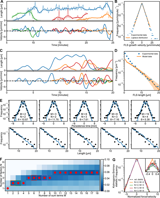 Mathematical framework for FLS growth captures experimental FLS length distribution and growth dynamics.(A) Four smoothed, different example experimental FLS length trajectories (top) and their instantaneous growth velocities (bottom) in different colors. (B) Histogram of measured FLS growth velocities (n = 114,816) from tracked FLS trajectories with maximum likelihood estimation fit of a bi-exponential Laplace distribution. (C) Four randomly selected smoothed example trajectories (top) generated from our sum-product framework with their instantaneous velocities (bottom). We started simulations at random initiation points at 0–20 min. (D) FLS length distribution (blue circles; n = 3,193 observations) and corresponding data from simulating 10,000 trajectories (solid orange line; shaded area is the 95% confidence interval of the histogram bin means). The simulation data histogram was scaled by the ratio between the median FLS lengths larger than 5 µm and the median simulated FLS lengths larger than 5 µm to visualize agreement between theory and experiment. (E) Predicted persistence time distribution (top row, blue solid lines) and length distributions (bottom row, blue solid lines) agree with the experimental distributions (black dots) for the different values of M and N in Fig. 3 E. Values for θ are given in min−1. Persistence time distribution n = 20,679. (F) Comparison of the experimental normalized growth velocity distributions to the simulations for different combinations of number of sum terms M and number of product factors N, using the Kolmogorov-Smirnov goodness-of-fit statistic. Darker blue indicates a better fit. The best fit N for any given M is highlighted by a red dot and follows an approximate square root dependence. Colored squares correspond to the data shown in G. (G) Force/velocity distributions (vel. distrib.) for the five combinations highlighted by colored squares in F. The dashed line is the normalized experimental growth velocity. The inset shows an enlargement of the peak of the distributions indicated by the dashed rectangle. The data used to generate the graphs is available in the Supplemental data. Refer to the image caption for details.