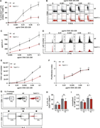 Hem1−/− DCs are impaired in T cell activation.(A) Percentage of activated T cells assessed by CD62L/CD69 surface expression at indicated OVA323-339 peptide concentrations, three biological replicates, mean ± SD. (B) Exemplary CD62L/CD69 flow cytometry profile of T cells after 16 h of coculture with mature WT or hem1−/− DCs. (C) IL-2 ELISA after 16 h of T cell mature WT or hem1−/− DC coculture at indicated OVA323-339 peptide concentrations, three biological replicates, mean ± SD. (D) CFSE dilution profile of T cells after 96 h of coculture with mature WT or hem1−/− DCs at indicated OVA323-339 peptide concentrations, representative example of three biological replicates. (E) Absolute T cell numbers after 96 h of coincubation with mature WT or hem1−/− DCs at indicated OVA323-339 peptide concentrations, three biological replicates, mean ± SD. (F) Proliferation indices of CFSE-labeled T cells after 96 h of coculture with mature WT or hem1−/− DCs at indicated OVA323-339 peptide concentrations, three biological replicates, mean ± SD. (G) Exemplary CD4/CD69 (top) and CD4/IL-2 (bottom) flow cytometry profile of T cells after 6 h coculture with WT or hem1−/− DCs. (H) Fraction of IL-2–positive T cells after 4 or 6 h of coculture with mature WT or hem1−/− DCs, pregated on CD4high/CD69high, two biological replicates, one-way ANOVA, mean + SD. (I) Normalized IL-2 mean fluorescence intensity (MFI) of CD4high T cells after 4 or 6 h of coculture with mature WT or hem1−/− DCs, two biological replicates, one-way ANOVA, mean + SD. Data were normalized to WT 4 h. 10 µg/ml brefeldin A was added for the last 3 h of the cocultures in G, H, and I. Data in A, C, E, and F were tested for normal distribution, transformed if necessary, and tested by using Student’s t test. ns, not significant. *, P ≤ 0.05; **, P ≤ 0.01; ***, P ≤ 0.001; ****, P ≤ 0.0001.