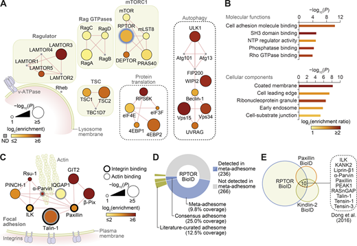 RPTOR BioID2 reveals spatial association between mTORC1 and FAs.(A) Network representation of RPTOR BioID2 dataset. Proteins identified include well-known regulators of mTORC1 (protein complexes shown in green boxes), autophagy, and protein translation (black dashed boxes; see Table S1 for a full list). ND, not detected in the proteomics dataset. Thick blue node border indicates BioID2-RPTOR. Edges (red lines) indicate reported physical protein–protein interactions. (B) Gene Ontology overrepresentation enrichment analyses of proteins identified by RPTOR BioID2. Molecular functions enriched with P < 10−3 and cellular components enriched with P < 10−5 are shown (hypergeometric tests with Benjamini–Hochberg correction; 5% FDR threshold). Bar color represents enrichment ratio of overrepresented terms. NTP, nucleoside triphosphatase. (C) Network representation of consensus adhesome proteins identified in the RPTOR BioID2 dataset. Edges (red lines) indicate reported physical protein–protein interactions. The largest interconnected subnetwork is shown. (D) Proportion of RPTOR-proximal proteins in the meta-adhesome database, including the consensus adhesome (Horton et al., 2015; number of identified proteins indicated in parentheses). Segments are labeled with respective coverage of the meta-adhesome, consensus adhesome, and literature-curated adhesome (Winograd-Katz et al., 2014) by RPTOR-proximal proteins. See also Table S1. (E) Identification of 10 proteins significantly enriched in the RPTOR BioID2 dataset that were also identified in published BioID datasets of the FA proteins paxillin and kindlin-2 in U2OS cells (Dong et al., 2016). Refer to the image caption for details.