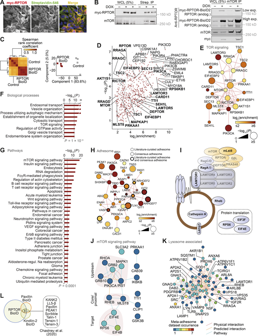 RPTOR BioID2 reveals spatial association between mTORC1 and FAs.(A) Immunostaining of RPTOR-BioID2-expressing U2OS cells treated with 50 µM biotin overnight. Cells were stained for biotin and myc-tagged RPTR. Scale bars, 20 µm (insets, 10 µm). Nuclei were visualized with DAPI. (B) Representative immunoblots of streptavidin pull-downs following 50 µM biotin incubation overnight (left) and immunoprecipitation (IP) with anti-mTOR antibody (right). WCL, whole-cell lysate. (C) Unsupervised analysis of RPTOR BioID samples (BioID2-based proximity labeling) quantified by MS. Hierarchical cluster analysis of Spearman rank correlation coefficients of pairwise comparisons for all samples analyzed by MS (P < 2 × 10−127, Spearman’s test; left). Principal-component analysis of samples analyzed by MS (right). The first two principal components account for 88.6% of the total variance of the dataset. (D) Enrichment of noncontaminant proteins specifically enriched in RPTOR BioID samples (n = 4 independent experiments; P < 0.01, two-sided Welch’s t test with permutation-based FDR correction, artificial within groups variance = 2). Proteins enriched by at least 256-fold or with P < 10−6 (two-sided Welch’s t test) are labeled; enriched TOR signaling components (Gene Ontology accession 0031929) are labeled in bold. Putative contaminant proteins are indicated by gray crosses. (E) Interaction network analysis of TOR signaling components identified in U2OS cells by RPTOR BioID and MS. (Fand G) KEGG pathway gene set enrichment analysis and Gene Ontology biological process overrepresentation enrichment analysis of noncontaminant proteins specifically enriched in RPTOR BioID samples. Biological processes enriched with P < 10−9 (hypergeometric test with Benjamini–Hochberg correction; F) and pathways enriched with P < 0.0001 (Kolmogorov–Smirnov test with FDR correction; G) are shown. (H) Interaction network analysis of RPTOR-proximal adhesome components identified by RPTOR BioID. (I) Diagrammatic representation of mTORC1 and lysosomal proteins identified in meta-adhesome datasets. See Table S2 and Table S3 for more details. (J and K) Interaction network analysis of reported physical and predicted protein–protein interactions and pathway associations between mTOR signaling pathway components (J) and lysosome-associated proteins (K) detected in adhesion complex proteomes (meta-adhesome datasets). See Table S2 and Table S3 for additional details. (L) Identification of adhesion proteins significantly enriched in the RPTOR BioID2 dataset that were also identified in published BioID datasets of the FA proteins paxillin and kindlin-2 in mouse pancreatic fibroblasts (Chastney et al., 2020).