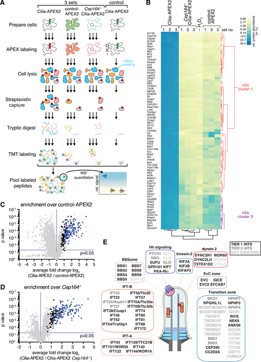 Cilia-APEX2-based deep proteomics. (A) Workflow of a Cilia-APEX2/TMT experiment. Cells were grown in serum-rich medium for 48 h and switched to low serum for 24 h before conducting APEX labeling by preincubating cells with biotin tyramide for 30 min and adding H2O2 for 2 min before quenching. Cells were lysed, biotinylated proteins (marked with red dots) were isolated on streptavidin resin, and bound material was eluted via on-bead digest with trypsin. For each individual sample, peptides were labeled with a unique TMT. All samples were then pooled and peptides were analyzed using a synchronous precursor selection MS3 method for mass spectrometric identification and quantitation. All samples were in triplicate, except for a technical control, where H2O2 was omitted. (B) Hierarchical two-way cluster analysis of a Cilia-APEX2/TMT experiment. Clustering of the relative abundances of each identified protein (rows) in the individual samples (columns) was performed based on Ward’s minimum variance method. The relative abundance of a given protein was calculated by dividing the TMT signal in one sample by the sum of TMT signals in all samples. The color scheme of relative abundances is shown on the right (in percent). Only the clusters containing cilia proteins are shown (see Fig. S1 E for full cluster analysis). (C and D) Volcano plots of statistical significance versus protein enrichment in Cilia-APEX2 compared with control-APEX2 samples (C) or in Cilia-APEX2 WT versus Cep164−/− samples (D). Calculated P values (statistical significance of enrichment calculated from unpaired Student’s t tests) for 4,836 quantified proteins were plotted against the TMT ratios of Cilia-APEX2 samples versus the respective controls. Proteins fulfilling all four significance and enrichment criteria are represented by blue dots, proteins meeting three criteria are represented by black dots, and other proteins are shown in gray (see text for details). Protein hits quantified by only one peptide are highlighted in purple. See Table S1. (E) Schematic of a primary cilium with key protein complexes, structures, or pathways. The boxes list proteins identified as tier 1 (black) or tier 2 (gray) hits of the Cilia-APEX2 proteome. Proteins not identified by Cilia-APEX2 are indicated by dashed outline lettering. Gene symbols are included when differing from conventional protein names. Note that Ttc30a1 and Ttc30a2 are grouped into IFT70A/Ttc30a. Refer to the image caption for details.