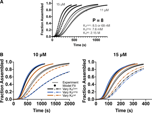 Fit to an alternative dataset and sensitivity of model predictions to variations in the underlying parameters.(A) Global fit of the dimer + penalty model (black dotted lines) to the alternate set of assembly data (gray lines). The global fit is good (with the exception of the 12-µM outlier curve noted in Fig. S2). The fitted parameters are close to those obtained from fitting to the original dataset (see Table S1), but for this dataset, the corner affinity is ∼1.4-fold stronger and the longitudinal affinity is ∼1.3-fold weaker. (B) To assess sensitivity of model predictions to variation in parameters, the dimer + penalty model was run with individual affinities made stronger (solid lines) or weaker (dashed lines) by a factor of 1.5. Two different concentrations are illustrated, and curves from the main dataset are depicted in gray. The model predictions are comparably sensitive to variation in corner (black) and longitudinal (blue) affinities and less sensitive to variation in the lateral affinity (orange).