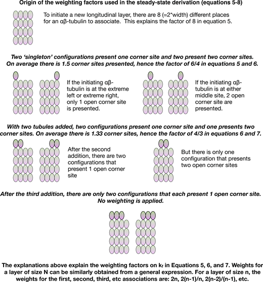 Derivation of kinetic weighting factors. Cartoons illustrating the sequence of intermediates for a “layer addition,” annotated to indicate the origin of the weighting factors applied in Eqs. 5, 6, 7, and 8. Illustrations are made for the specific case of a layer of size 4, but the general expression for the coefficients is provided at the bottom of the figure.