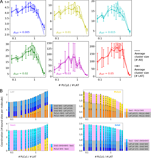 Simulating PLCγ1’s effect on LAT cluster size and bond type.(A) The effect of PLCγ1 on LAT clustering is independent of LAT density ρLAT. Coarse-grained model simulating LAT clustering as a function of PLCγ1 concentration. In a wide range of LAT densities tested, PLCγ1 regulates LAT clustering in a nonmonotonic manner. LAT clusters are quantified by the number of LAT in each cluster (solid line) or the total number of molecules (LAT, Grb2, PLCγ1, or Sos1) in each cluster (dashed line, scaled down by a factor of 4 to fit in the same plot). Surface densities ρLAT are in units of σ−2, where σ is the diameter of a particle, of the order of a few nanometers, and our experiments correspond roughly to ρLAT = 0.02σ−2 (see Materials and methods and Simulation details). Shown are mean ± SEM. (B) Average coordination number for all four kinds of particles, as a function of ratio of PLCγ1:LAT, broken down to the contribution of each specific bond. Yellow-orange bars represent bonds involving PLCγ1, and blue bars, Grb2; a gray background represents bonds involving LAT, and a pink background, Sos1. Here, as throughout Fig. 6, ρLAT = 0.02 σ−2. See Simulation details, section SI 3, for a complete analysis. Shown are mean ± SEM.