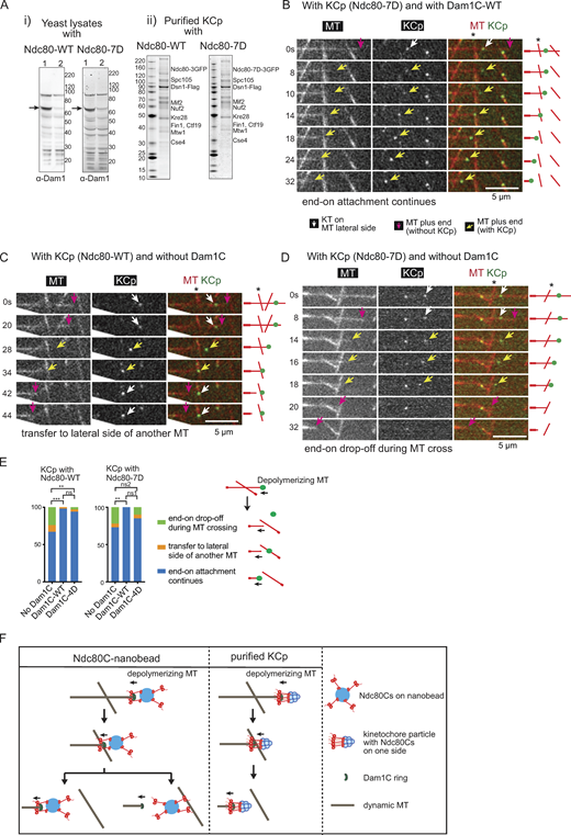 Behaviors of purified kinetochore particles (KCps) on dynamic MTs in vitro. (A) i: Western blots of yeast cell lysates from dam1-aid strains with NDC80-WT (WT; left) and -7D (right). Cells were harvested before (lane 1) and after (lane 2) NAA treatment. The blots were probed with anti-Dam1 antibody. Arrows indicate Dam1-AID protein. Right: protein size markers (kDa). ii: Purified KCp from dam1-aid strains with NDC80 -WT (left) and -7D (right). Proteins were separated by SDS-PAGE and stained with SyproRuby. Proteins were identified by mass spectrometry (Table S1) and are shown at predicted sizes. Left: protein size markers (kDa). (B) Images in time sequence in a MT crossing assay shows that the MT end-on attachment to the KCp (purified from Dam1-depleted cells) continued after it had passed over the lateral side of another MT, in the presence of recombinant Dam1C. Also refer to diagrams (right). Asterisk indicates a crossing MT. Scale bar, 5 µm. In this example, KCp contained Ndc80-7D, and recombinant Dam1C-WT was added to system. (C) Images in time sequence show that the KCp (with Ndc80-WT, purified from Dam1-depleted cells) was transferred from the end of one MT to the lateral side of another MT (∼34 s) in the absence of recombinant Dam1C. Keys are the same as in B. (D) Images in time sequence show that the KCp (with Ndc80-7D, purified from Dam1-depleted cells) detached from the end of a shrinking MT while passing over the lateral side of another MT (between 18 and 20 s) in the absence of recombinant Dam1C. After the KCp had detached from the MT end, it was not visible by TIRF microscopy, because it was no longer close to the coverslip. Keys are the same as in B. (E) Percentage of various outcomes in the MT crossing assay for the KCp with Ndc80-WT (left) or Ndc80-7D (right). The KCp was purified from Dam1-depleted cells. The MT crossing assay was conducted in the absence of recombinant Dam1C or in the presence of recombinant Dam1C-WT or Dam1C-4D (from left to right: n = 45, 44, and 36 for the KCp with Ndc80-WT and n = 37, 30, and 39 for the KCp with Ndc80-7D). Outcomes include (1) continued end-on attachment (blue), (2) transfer to the lateral side of another MT (orange), or (3) end-on drop-off during crossing of another MT (green). Also refer to the diagram (right). Comparisons between two Dam1 conditions give the following: Ndc80-WT, ***, P = 0.0005; ns, P = 0.53; **, P = 0.0086; Ndc80-7D, **, P = 0.0085; ns1, P = 0.080’ ns2, P = 0.39. (F) Diagram shows the behaviors of Ndc80C nanobeads and the purified KCp in the MT crossing assay. The Ndc80C nanobead was often transferred to the lateral side of another MT in the presence of Dam1C-4D. By contrast, most KCps continued to track the end of a shrinking MT while passing over the other MT in the presence of Dam1C-4D. This difference may be explained by the difference in distribution and orientation of Ndc80Cs. The Ndc80Cs are randomly distributed around the 100-nm nanobeads and orient in all directions, whereas Ndc80Cs on the KCp may have a smaller footprint and orient mostly in one direction toward a MT (Dimitrova et al., 2016; Gonen et al., 2012).