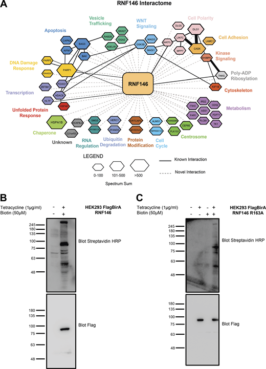 Elucidation of RNF146 interactome by BioID. (A) Representation of all significant RNF146 interactors from each BioID sample. The interaction network was created using Cytoscape and grouped by biological function using the Gene Ontology database (http://www.geneontology.org). The hexagon size indicates the spectral sum of peptides obtained from each BioID run. Solid black lines indicate known protein interactions imported from the GeneMANIA plugin and dotted lines represent new interactions identified by BioID. To identify PARylated proteins, which bound to RNF146 through the WWE domain, we generated a WWE domain loss-of-function RNF146 mutant (R163A) that is unable to bind to PAR. To identify proteins whose steady-state levels are regulated by RNF146-mediated ubiquitylation, we examined RNF146 binding proteins whose abundance increased in the presence the proteasome inhibitor MG132. Therefore, four experimental conditions were interrogated by BioID: WT RNF146 in the absence or presence of MG132 compared with the WWE mutant RNF146-R163A in the absence or presence of MG132. 51 significant proteins were identified that satisfied statistical testing (SAINT cutoff of 0.92) in at least one of the four samples (Table S2). (B and C) HEK293T Flp-In cell line validation for expression of Flag-BirA RNF146 and RNF146 R163A. Flag-BirA expression was induced with 1 µg/ml tetracycline and 50 µM biotin for 24 h. Whole-cell lysates were subjected to Western blot analysis and examined for Flag expression, while protein biotinylation was detected using streptavidin-HRP. Molecular weights (kD) for blots are indicated on the left of each panel. Refer to the image caption for details.