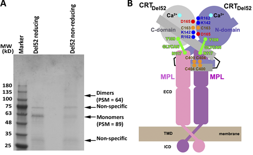 Observation of disulfide-linked CRTDel52 dimers and a cartoon showing a proposed heterotetrameric complex Mpl2-(CRTDel52)2.(A) A purified FLAG-His–tagged CRTDel52 was analyzed by Coomassie staining via reducing or nonreducing SDS-PAGE gels. Indicated monomer and dimer bands were excised and subjected to mass spectrometric analyses. Peptide-spectrum match (PSM) values for FLAG-His–tagged CRTDel52-derived peptides are indicated (see also Data S1). The gel is representative of two purifications, and MS analyses were conducted on one of the purified samples. (B) The proposed mechanism of oncogenic activation of Mpl involves formation of a heterotetramer from the preformed Mpl dimer and the CRTDel52 dimer stabilized by disulfides and ionic interactions at C-domain and N-domain dimerization interfaces. The C-domain (residues 357–411) of CRTDel52 contributes to the specificity of Mpl binding in addition to glycan-binding site residues of the CRT N-domain that mediate Mpl recruitment. ECD, extracellular domain; ICD, intracellular domain; MW, molecular weight; TMD, transmembrane domain. Refer to the image caption for details.