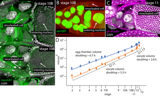 Enucleated NCs in stage 10B and stage 11 egg chambers.(A and B) Enucleated NCs indicated (arrows) in stage 10B chambers expressing myristoylated-GFP and stained with DAPI (A) or expressing nuclear-GFP and stained with phalloidin (B). (C) Enucleated NC of stage 11 egg chamber stained with phalloidin and DAPI. (D) Graph showing volumes of stage 2–13 egg chambers (80 egg chambers analyzed; data in Table S2). Scale bar: 50 µm for A–C.