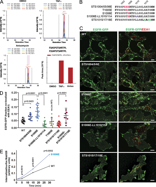 Mass spectrometry and phosphomimetic mutations demonstrate the importance of serine 1006 phosphorylation for p38-induced EGFR endocytosis. (A) HeLa/FAP-EGFR cells were untreated or treated with 10 ng/ml TNFα or 100 nM anisomycin (Aniso) for 15 min, and lysed. EGFR was immunoprecipitated, and immunoprecipitates were resolved by SDS-PAGE. Mass spectrometry analysis of corresponding gel bands was performed. Peaks corresponding to the peptides containing phosphoS1006 are shown. These peptides were also phosphorylated at S1001 or S1002. See Table S1. (B) Main phosphomimetic mutations with mutant names indicated. (C) PAE cells stably expressing EGFR-GFP (WT or mutants as indicated) were immunostained with the EEA1 antibody. 3D images were acquired through the 488-nm (green, EGFR-GFP) and 640-nm (red, EEA1) channels. Maximum intensity projections of three consecutive confocal sections are shown. Scale bars, 10 µm. (D) Quantification of the fraction of EGFR-GFP (WT and mutants as indicated) colocalized with EEA1 endosomes in images exemplified in C and Fig. S4. Scatter dot plot represents mean values with SDs (n = 8–21). P values were determined by multiple-comparison one-way ANOVA. (E) The antibody-uptake endocytosis assay was performed in PAE cells expressing WT or the S1006E EGFR-GFP mutant. The cells were preincubated with the EGFR antibody Mab528 for 10 min at RT, and then incubated at 37°C for indicated times. Cell-surface and internalized Mab528 was labeled with secondary antibodies conjugated with, respectively, Cy5 and Cy3, as described in Materials and methods. 3D images were acquired through 640-nm (surface Mab528) and 561-nm (internalized Mab528) channels. The ratio of internalized/surface EGFR (Cy3/Cy5) was calculated, and mean values with SEM (n = 13–16) were plotted against time. P values were determined by the unpaired Student’s t test. Refer to the image caption for details.