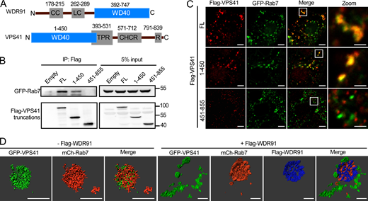 VPS41 interacts with Rab7 through the WD40 repeats.(A) Schematic representation of the protein domains of WDR91 and VPS41. CC, coiled-coil domain; LC, low complexity; WD40, WD40-repeat containing domain; TPR, tetratricopeptide repeat-like domain; CHCR, clathrin heavy chain repeat; R, RING-H2 zinc finger domain. (B) CoIP of GFP-Rab7 with Flag-VPS41 truncations. IP was performed with Flag antibody and detected with antibodies against Flag and GFP. To stabilize the expression of Flag-VPS41451–855, cells were treated with MG-132 (0.2 µM) for 24 h. (C) Colocalization of GFP-Rab7 with Flag-VPS41 truncations in HeLa cells. To stabilize the expression of Flag-VPS41451–855, cells were treated with MG-132 (0.2 µM) for 24 h. Scale bars, 5 µm. Boxed areas are enlarged in the panels labeled Zoom. Scale bars, 2 µm. (D) 3D reconstruction of the colocalization of GFP-VPS41 and mCh-Rab7 on lysosomes in the absence or presence of Flag-WDR91 in KO-91 HeLa cells, using Imaris software. Scale bars, 2 µm.