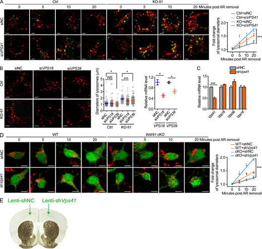 Inactivation of VPS41 rescues excessive lysosomal fusion caused by WDR91 deficiency.(A) Immunostaining of LAMP1 (red) and EEA1 (green) in Ctrl or KO-91 HeLa cells expressing negative control siRNA (siNC) or VPS41 siRNA (siVPS41). Cells were treated with AR for 25 min and then returned to normal culture for the indicated time (left). Scale bars, 5 µm. Relative change in the size of lysosomes (LAMP1+/EEA1−) is quantified and shown on the right. (B) Immunostaining of LAMP1 (left) and quantification of lysosome sizes (middle) in Ctrl and KO-91 HeLa cells treated with negative control siRNA (siNC), VPS18 siRNA (siVPS18), or VPS39 siRNA (siVPS39) for 72 h. Scale bars, 5 µm. The mRNA levels of VPS18 and VPS39 detected by qPCR in HeLa cells treated with siNC, siVPS18, or siVPS39 are shown on the right. (C) Determining the specificity and efficiency of Vps41 shRNA. N2a cells were transfected with plasmids expressing shVps41, and 72 h after transfection, mRNA levels of indicated genes were examined by qPCR. (D) Left: Immunostaining of LAMP1 (red) in primary neurons expressing negative control shRNA (shNC) or Vps41 shRNA (shVps41). GFP was used as the transfection marker. Neurons were treated with AR for 25 min, and then returned to normal culture for the indicated time (left). Scale bars, 5 µm. Relative lysosomal size change is quantified and shown on the right. (E) Schematic diagram of the stereotaxic injection of lentivirus coexpressing GFP and shNC or shVps41. For all quantifications, ≥30 cells were analyzed for each treatment. Error bars represent SEM. Data were from three independent experiments. *, P < 0.05; ***, P < 0.001.