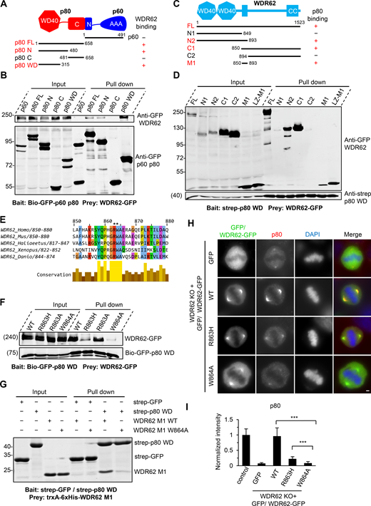 Biochemical characterization and mutational analysis of the WDR62–katanin complex.(A) Schematic overview of the domain organization of katanin p60/p80 heterodimer and the deletion mutants and summary of their interactions with WDR62. WD40, WD-40 repeat domain; C, C-terminus; N, N-terminus; AAA, AAA-ATPase domain. (B) Streptavidin pull-down assays with extracts of HEK293T cells expressing Bio-GFP–tagged p60 or p80 subunit or the indicated fragments (bait) together with WDR62-GFP (prey), analyzed by Western blotting with GFP antibody. (C) Schematic overview of the domain organization of WDR62 and the deletion mutants and summary of their interactions with p80. CC, coiled-coil domain. (D) StrepTactin pull-down assays with extracts of HEK293T cells expressing Strep-p80 WD40 domain (WD; bait) together with GFP-tagged WDR62 or its indicated fragments (prey) analyzed by Western blotting with indicated antibodies. LZ, leucine zipper from GCN4, was used as a dimerization domain. (E) Alignment of katanin-binding region in WDR62 from five vertebrate species. The conserved arginine and tryptophan residues are indicated with asterisks. (F) Streptavidin pull-down assays with extracts of HEK293T cells expressing the Bio-GFP-p80 WD (bait) together with GFP-tagged WT WDR62 or its indicated mutants (prey) analyzed by Western blotting with GFP antibody. (G) Coomassie blue–stained gel of StrepTactin pull down using Strep-p80 WD or Strep-GFP purified from HEK293T cells and immobilized on StrepTactin beads as the bait and WT WDR62 M1 fragment or its W864A mutant purified from E. coli as the prey. (H and I) Immunofluorescence staining and quantification of p80 intensities at spindle poles in WDR62 knockout (KO) HeLa cells transiently transfected with GFP-tagged WT WDR62 or its indicated mutants or control GFP vector. The values were normalized to the intensity of control HeLa cells. For all conditions, n = 74 spindle poles. Scale bar, 2 µm. Data represent mean ± SD. ∗∗∗, P < 0.001; two-tailed t test.
