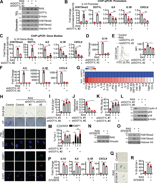 DOT1L is necessary for H3K79me2/3 at the IL1A locus and SASP expression but dispensable for other senescence phenotypes. IMR90 cells were infected with retrovirus-expressing HRASG12V (RAS) or empty vector control with or without shRNA to human DOT1L (shDOT1L) or an shGFP control. Details on time points are in Fig. S1 A. (A) Immunoblot analysis of total cell lysates (TCL) and chromatin fractions of the indicated proteins. β-Actin was used as a loading control for TCL. Histone H3 was used as a loading control for chromatin fractions. One of three independent experimental replicates is shown. (B) H3K79me2 and DOT1L binding to the IL1A promoter region and H3K79me2 at the promoters of IL6, CXCL8, and IL1B was determined by ChIP-qPCR and normalized to total histone H3 binding at the same site. One of three independent experimental replicates is shown. Data represent mean ± SD (n = 3). *, P < 0.05 by one-way ANOVA with Tukey’s multiple comparisons. (C) H3K79me3 and DOT1L binding to the IL1A gene body and H3K79me3 at the gene bodies of IL6, CXCL8, and IL1B was determined by ChIP-qPCR and normalized to total histone H3 binding at the same site. One of three independent experimental replicates is shown. Data represent mean ± SD (n = 3). *, P < 0.05 by one-way ANOVA with Tukey’s multiple comparisons. (D)IL1A mRNA expression was determined by RT-qPCR. One of five independent experimental replicates is shown. Data represent mean ± SD (n = 3). *, P < 0.01 by one-way ANOVA with Tukey’s multiple comparisons. (E) Cell surface–bound IL1A was determined by flow cytometry. One of four independent experimental replicates is shown. Data represent mean ± SD (n = 3). *, P < 0.01 by one-way ANOVA with Tukey’s multiple comparisons. (F)IL6, IL1B, and CXCL8 mRNA expression was determined by RT-qPCR. One of five independent experimental replicates is shown. Data represent mean ± SD (n = 3). *, P < 0.01 by one-way ANOVA with Tukey’s multiple comparisons. (G) Secretion of SASP-related factors was detected using an antibody array. Heat map indicates FC. Data are generated from technical replicates of one independent experiment. Raw data can be found in Table S3. (H) Senescence-associated β-galactosidase (SA-β-Gal) activity, colony formation (CF), promyelocytic leukemia (PML) body immunofluorescence, γH2AX, and 53BP1 foci. Shown are representative images from one of three independent experimental replicates. Scale bar, 10 µm. (I) Quantification of SA-β-Gal activity in H. One of three independent experimental replicates is shown. Data represent mean ± SD (n = 3, where each dot represents >100 cells counted). *, P < 0.05 by one-way ANOVA with Tukey’s multiple comparisons. (J) Quantification of CF in H. One of three independent experimental replicates is shown. Data represent mean ± SD (n = 3). *, P < 0.05 by one-way ANOVA with Tukey’s multiple comparisons. (K) Quantification of PML body immunofluorescence in H. One of three independent experimental replicates is shown. Data represent mean ± SD (n = 3, where each dot represents >200 cells counted). *, P < 0.02 by one-way ANOVA with Tukey’s multiple comparisons. (L) Immunoblot analysis of indicated proteins. β-Actin was used as a loading control. One of three independent experimental replicates is shown. (M) Quantification of γH2AX and 53BP1 foci in H. One of three independent experimental replicates is shown. Data represent mean ± SD (n = 3, where each dot represents >200 cells counted). *, P < 0.05 by one-way ANOVA with Tukey’s multiple comparisons. (N–R) IMR90 cells were infected with retrovirus-expressing HRASG12V (RAS) or empty vector control. Four days after retroviral infection, cells were treated with 1 µM DOT1L inhibitor EPZ5676. (N) RAS immunoblot analysis. Vinculin was used as loading control. One of three independent experimental replicates is shown. (O) H3K79me2 and H3K79me3 immunoblot analysis was performed on chromatin fractions. Total histone H3 was used as loading control. One of three independent experimental replicates is shown. (P)IL1A, IL6, IL1B, and CXCL8 mRNA expression was determined by RT-qPCR. One of three independent experimental replicates is shown. Data represent mean ± SD (n = 3). *, P < 0.01 by one-way ANOVA with Tukey’s multiple comparisons. (Q) SA-β-Gal activity. Shown are representative images from one of three independent experimental replicates. Scale bar, 10 µm. (R) Quantification of SA-β-Gal activity in P. One of three independent experimental replicates is shown. Data represent mean ± SD (n = 3, where each dot represents >100 cells counted). *, P < 0.0005 by one-way ANOVA with Tukey’s multiple comparisons. Cont, control; MFI, median fluorescence intensity.