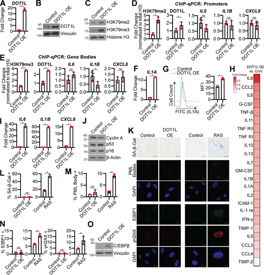 DOT1L overexpression (OE) increases H3K79me2/3 at the IL1A locus and is sufficient for SASP gene expression but does not affect other senescence phenotypes. IMR90 cells were infected with retrovirus-expressing human DOT1L or empty vector control. In some experiments, as a positive control, IMR90 cells were infected with retrovirus-expressing HRASG12V (RAS) or empty vector control. (A)DOT1L mRNA expression. One of three independent experimental replicates is shown. Data represent mean ± SD (n = 3). *, P < 0.001 by Student’s t test. (B) DOT1L immunoblot analysis. Vinculin was used as a loading control. One of five independent experimental replicates is shown. (C) H3K79me2 and H3K79me3 immunoblot analysis on chromatin fractions. Total histone H3 was used as loading control. One of three independent experimental replicates is shown. (D) H3K79me2 and DOT1L binding to the IL1A promoter region and H3K79me2 at the promoters of IL6, CXCL8, and IL1B was determined by ChIP-qPCR and normalized to total histone H3 binding at the same site. One of three independent experimental replicates is shown. Data represent mean ± SD (n = 3). *, P < 0.05 by Student’s t test. (E) H3K79me3 and DOT1L binding to the IL1A gene body and H3K79me3 at the gene bodies of IL6, CXCL8, and IL1B was determined by ChIP-qPCR and normalized to total histone H3 binding at the same site. One of three independent experimental replicates is shown. Data represent mean ± SD (n = 3). *, P < 0.05 by Student’s t test. (F)IL1A mRNA expression was determined by RT-qPCR. One of five independent experimental replicates is shown. Data represent mean ± SD (n = 3). *, P < 0.006 by Student’s t test. (G) Cell surface–bound IL1A was determined by flow cytometry. One of four independent experimental replicates is shown. Data represent mean ± SD (n = 3). *, P < 0.001 by Student’s t test. (H) Secretion of SASP-related factors were detected by antibody array. Heat map indicates FC of DOT1L OE versus control. Data are generated from technical replicates of one independent experiment. Raw data can be found in Table S3. (I)IL6, IL1B, and CXCL8 mRNA expression was determined by RT-qPCR. One of five independent experimental replicates is shown. Data represent mean ± SD (n = 3). *, P < 0.0001 by Student’s t test. (J) Immunoblot analysis of the indicated proteins. β-Actin was used as a loading control. One of three independent experimental replicates is shown. (K) Senescence-associated β-galactosidase (SA-β-Gal) activity, promyelocytic leukemia (PML) body immunofluorescence, and γH2AX and 53BP1 foci. Shown are representative images from one of three independent experimental replicates. Scale bar, 10 µm. (L) Quantification of SA-β-Gal activity in K. One of three independent experimental replicates is shown. Data represent mean ± SD (n = 3, where each dot represents >100 cells counted). *, P < 0.05 by Student’s t test. (M) Quantification of PML body immunofluorescence in K. One of three independent experimental replicates is shown. Data represent mean ± SD (n = 3, where each dot represents >200 cells counted). *, P < 0.01 by Student’s t test. (N) Quantification of 53BP1 and γH2AX foci in K. One of three independent experimental replicates is shown. Data represent mean ± SD (n = 3, where each dot represents >200 cells counted). *, P < 0.005 by Student’s t test. (O) C/EBPβ protein expression was determined by immunoblot. Vinculin was used as a loading control. One of six independent experimental replicates is shown. Cont, control; MFI, median fluorescence intensity.