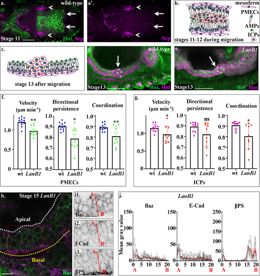 Laminins are required for midgut migration and MET.(a) A dorsal cross-section of a stage 12 wild-type embryo shows that at this stage, hemocytes (red) have not yet migrated to surround the midgut (compare the tip of the migrating hemocytes, arrowheads, with the leading edge of the posterior midgut, arrows). (b) Midgut cells migrate in a highly coordinated fashion, with PMECs on the outside, adjacent to the mesoderm, and the ICPs and AMPs on the inside of a PMEC “sandwich.” (c) After migration, midgut cells take up highly stereotypical positions, ICPs cluster between the anterior and posterior portions of the midgut, the PMECs form a monolayer contacting the visceral muscle, and the AMPs sit on the apical side of the PMECs. (d). In wild-type embryos, the anterior midgut and posterior midgut have met and fused by stage 13, and the ICPs (asterisks) sit in the middle (d, arrow). (e) In LanB1 mutants, the ICPs (asterisks) fail to migrate to the middle and are situated more posteriorly (e, arrow). (f and g) Velocity, directional persistence, and coordination values calculated from videos of wild-type (n = 11) and LanB1 mutant (n = 9) embryos. n represents the average of a minimum of 15 cells in one embryo (shown as a dot). Data are presented as mean ± SEM. *, P ≤ 0.05; **, P ≤ 0.01 by unpaired two-tailed t test (see Table S1 for raw data). (h) Stage 15 midgut cells in LanB1 mutants are multilayered and rounded. (i) Baz (i1), E-Cad (i2), and βPS (i3) do not show any polarized localization within stage 15 midgut cells. βPS appears diffuse in the visceral mesoderm (i3). (j) Plots of the average fluorescence intensity (represented as mean gray value) of Baz, E-Cad, and βPS in stage 15 LanB1 mutant midgut cells measured along the apical (A) to basal (B) axis of a cell (represented in b by red line). n = 6 embryos per condition (minimum 10 cells per embryo). The sharp peaks of Baz and E-Cad seen in wild-type cells are lost. While apical and basal peaks of βPS are absent, there is a low broad peak of βPS that spans the underlying mesoderm layer, indicating that βPS is down-regulated in midgut cells and delocalized in the mesoderm. White dashed lines in h indicate the apical side of the midgut, and yellow lines, the basal. Red box in h depicts the area of the midgut epithelium shown in i. Confocal images are oriented with the anterior to the left and posterior to the right. Scale bars, 50 µm (a, d, and e) and 10 µm (h and i).