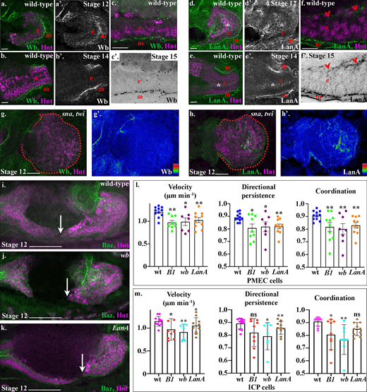 Drosophila laminin heterotrimers are expressed in a tissue-specific manner, and both are required for midgut cell migration.(a–f) Wild-type embryos mid-migration (stage 12; a and d), after migration (stage 14; b and e), or after MET (stage 15; c and f). The red e denotes the endoderm, m denotes the mesoderm, and the posterior midgut is delimited by dashed white lines. (a–f) Both Wb and LanA localize to the endoderm/mesoderm border throughout midgut migration and repolarization. (d–f) LanA is also found surrounding the ICP cells as they migrate (d and e, asterisks) and at low levels at the apical surface of the midgut cells (f, arrowheads). (g and h) Stage 12 sna,twi mutant embryos, the posterior midgut is demarked by dashed red lines. Colorimetric readouts of Wb (g′) and LanA (h′) levels on a scale of 0 to 255 (g and h). In the absence of the mesoderm, Wb staining is completely lost from the midgut (h). In contrast, LanA can still be found around midgut cells (h). (i–k) Stage 12 wild-type (i), wb (j), and LanA (k) embryos. Midgut cell migration is delated in both wb (j) and LanA (k) mutants. Arrows point to the tip of the posterior midgut. (l and m) Velocity, directional persistence, and coordination values calculated from videos of wild-type (n = 11), LanB1 (n = 9), wb (n = 7), and LanA (n = 10) mutant embryos. n represents the average of a minimum of 15 cells in one embryo (shown as a dot). Data are presented as mean ± SEM. *, P ≤ 0.05; **, P ≤ 0.01 by unpaired two-tailed t test comparing each individual condition to wild type. One-way ANOVA tests between LanB1, wb, and LanA showed no significant difference in any of the conditions (PMEC velocity, P = 0.81; PMEC directional persistence, P = 0.94; PMEC coordination, P = 0.83; ICP velocity, P = 0.35, ICP directional persistence, P = 0.35, ICP coordination, P = 0.23; see Table S1 for raw data). Confocal images are oriented with the anterior to the left and posterior to the right. Scale bars, 20 µm (a, b, d, e, g, and h), 10 µm (c and f), and 50 µm (i–k). Refer to the image caption for details.