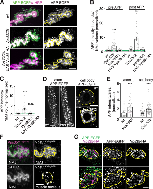 Neuronal retromer restricts accumulation of APP presynaptically and in EVs. (A) MaxIPs of NMJs expressing neuronally driven UAS-APP-EGFP in the indicated genotypes. Yellow line indicates presynaptic region; scale bar is 5 µm. (B) Quantification of presynaptic and postsynaptic (within 3 µm of presynaptic membrane) APP-EGFP in thresholded puncta. (C) Quantification of overall (unthresholded) APP-EGFP in the presynaptic volume. (D) Single confocal slices of APP-EGFP in cell bodies in the ventral ganglion (right, outlined in yellow) and axons (left). Scale bars are 20 µm. (E) Quantification of D. (F) Endogenously tagged Vps35-TagRFPT shows both pre- and postsynaptic localization at the NMJ (MaxIP, presynaptic terminal marked with yellow line) as well as in perinuclear puncta in the muscle (MaxIP, nucleus marked with yellow line). Scale bar is 5 µm for NMJ and 10 µm for muscle. (G) Partial colocalization (arrows) of APP-EGFP and Vps35-HA in MaxIPs of SIM images; presynaptic terminal marked with yellow line; scale bar is 2 µm. Bar graphs show mean ± SEM; n represents NMJs. See Table S3 for genotypes and statistical tests. ***, P < 0.001. Refer to the image caption for details.