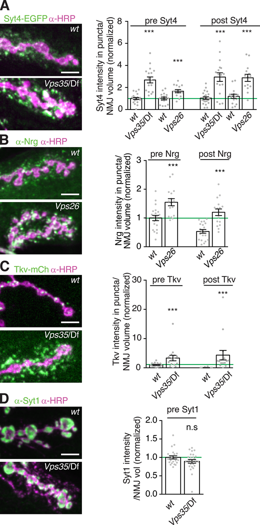 Retromer mutants exhibit synaptic accumulation of multiple EV and endosomally sorted cargoes.(A–D) Representative MaxIPs and quantification of EV cargoes Syt4-EGFP and Nrg (A and B) and non-EV cargoes Tkv-mCherry and Syt1 (C and D) in control and Vps35 mutants. Bar graphs show mean ± SEM; n represents NMJs. Scale bars are 5 µm. All measurements were normalized to presynaptic mean of their respective control (green line). See Table S3 for genotypes and statistical tests. ***, P < 0.001.
